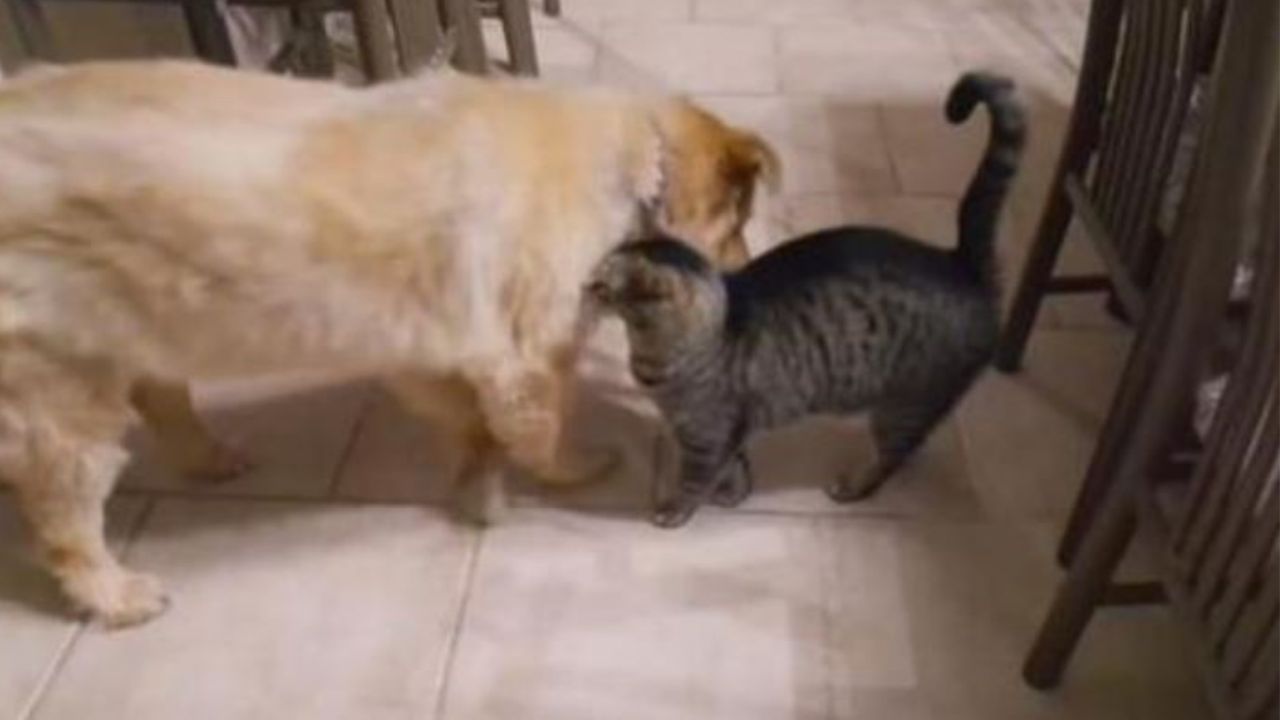 Un cane di nome Coco insieme ad un gatto di nome Jasper