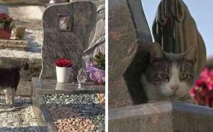 Il gatto fedele visita ogni giorno la tomba del suo papà umano, portando anche dei doni speciali (VIDEO)