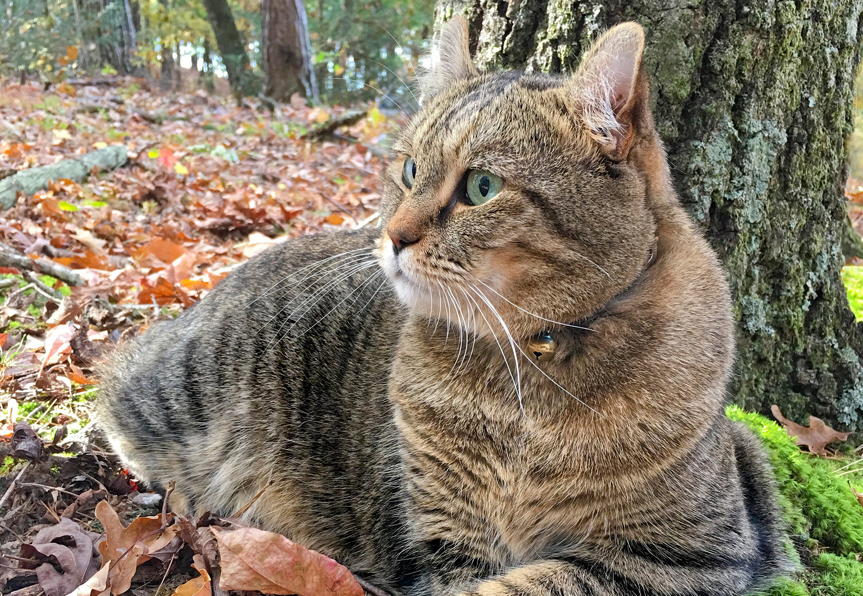 Gatto Highlander nel bosco