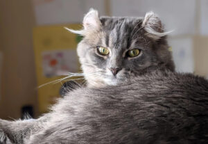 Gatto Highlander, caratteristiche e particolarità di questa nuova razza di gatto