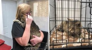 Si era perso nei meandri di New York: questo gatto si è riunito alla sua mamma umana dopo 11 anni