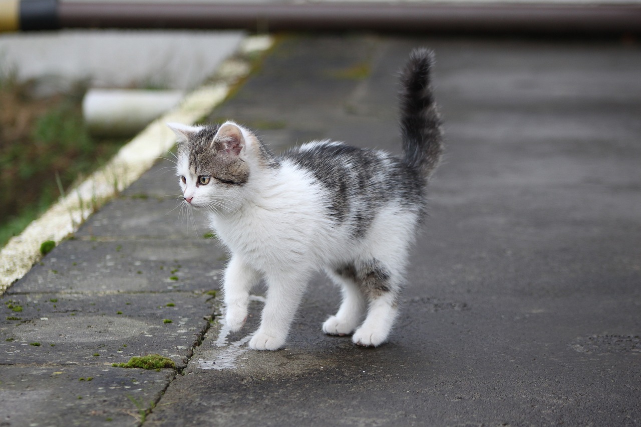 Gattino in mezzo alla strada