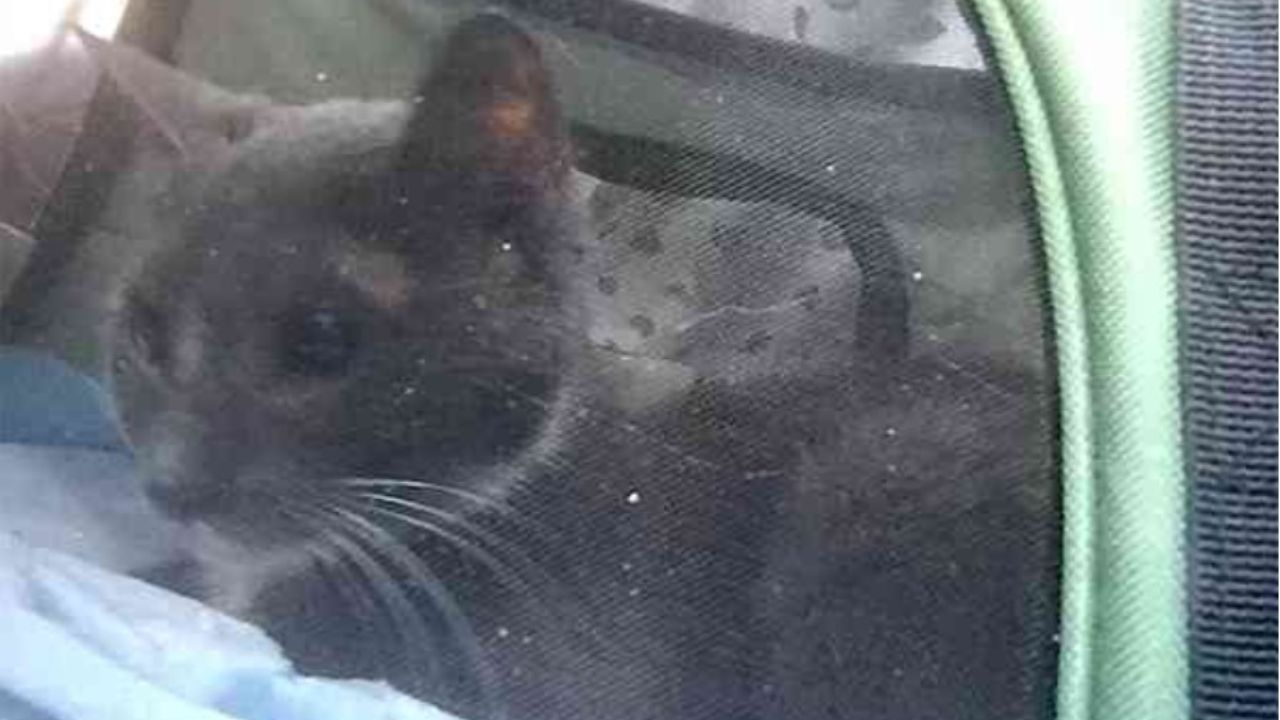 gatto grigio dentro ad un trasportino