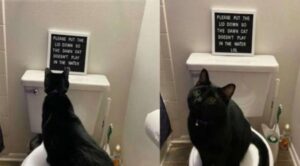 Il cartello che la famiglia ha esposto in bagno ha offeso moltissimo il povero gatto