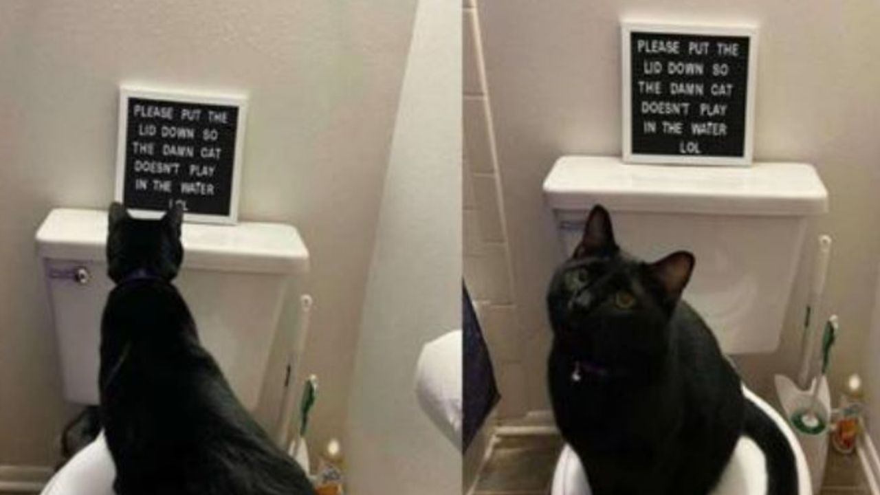 Un gatto di nome Lila su un WC