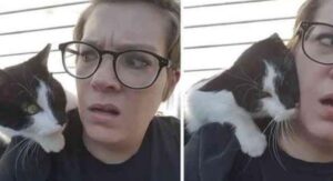 Il gatto del vicinato salta sulla spalla di una donna per farsi coccolare e non la lascia più andare