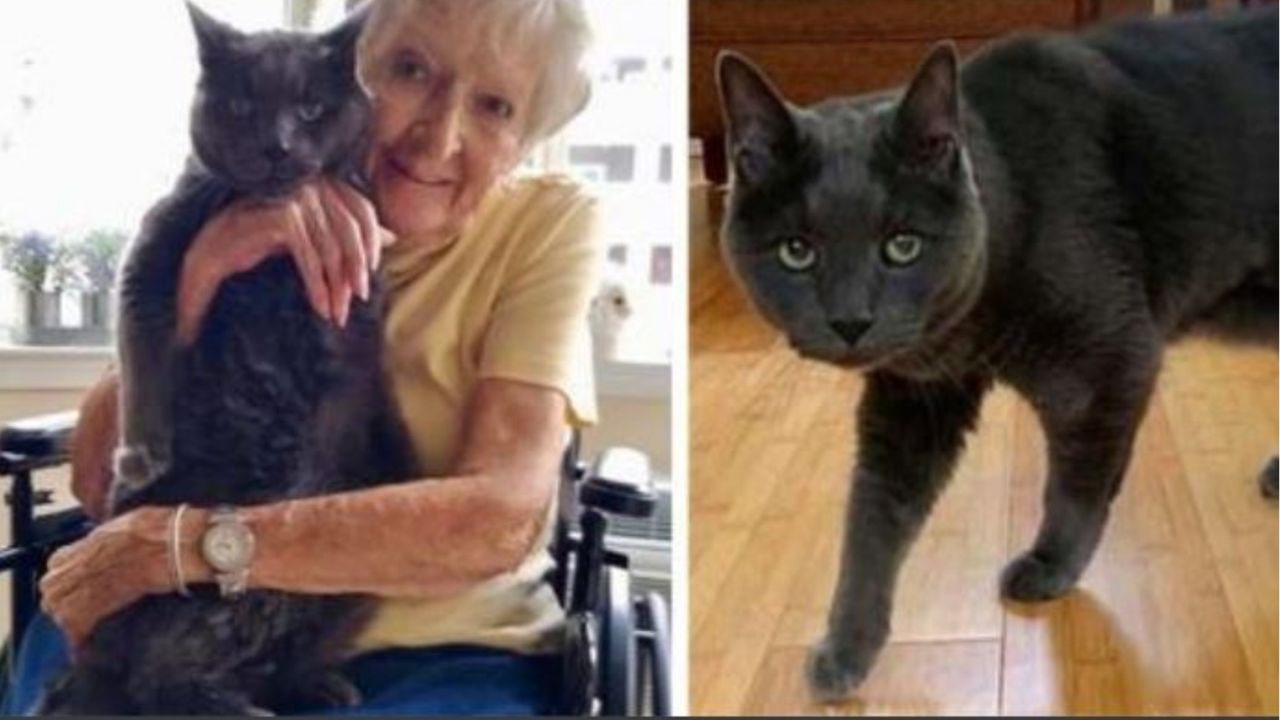 Un gatto con una donna anziana