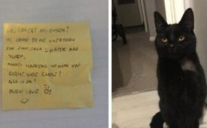 Una donna resta sorpresa quando il suo gatto torna a casa con una nota sul collare
