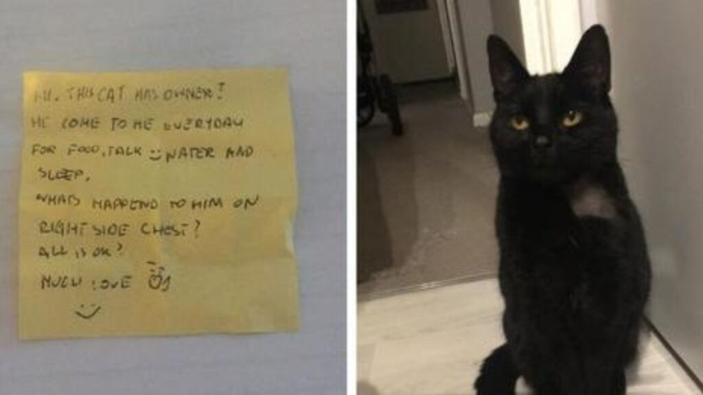 gatto nero con messaggio