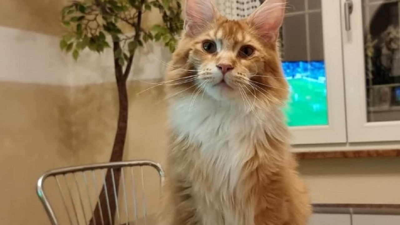 Maine Coon rosso