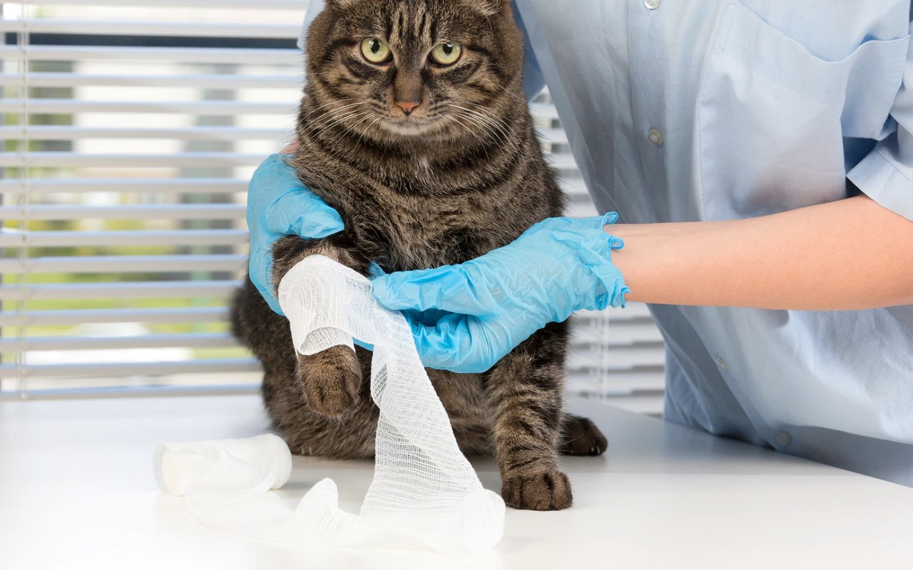 gatto dal veterinario