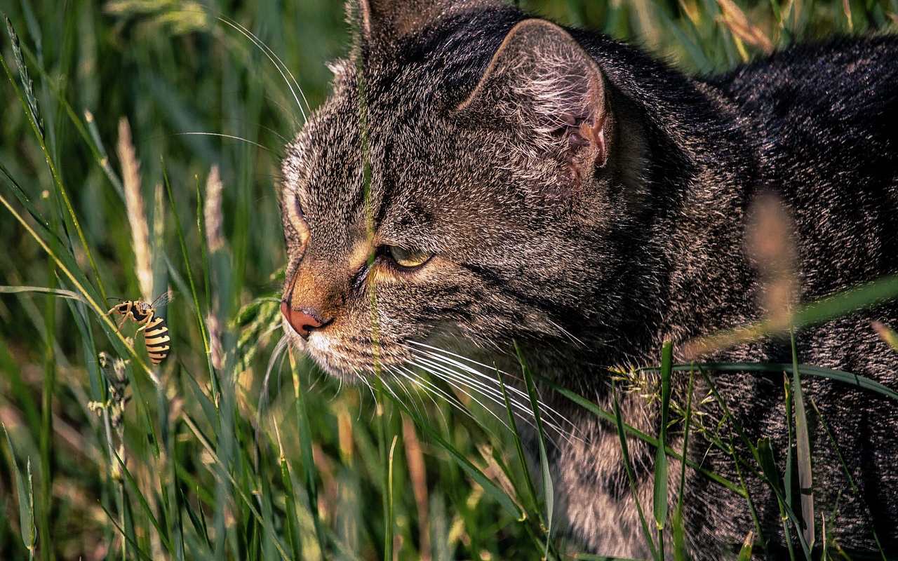 gatto che guarda un insetto