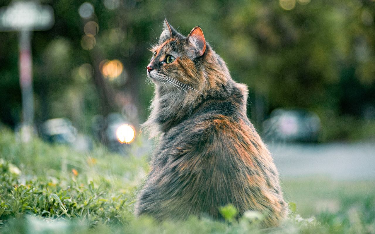 gatto seduto sull'erba