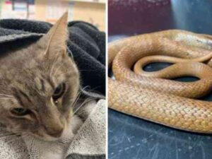 Il gatto coraggioso compie il sacrificio estremo per proteggere i figli del suo padrone dal serpente velenoso