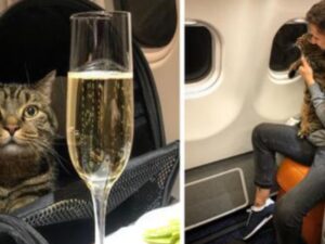 Un uomo fa entrare il suo gatto sovrappeso a bordo dell’aereo e viene punito dalla compagnia aerea