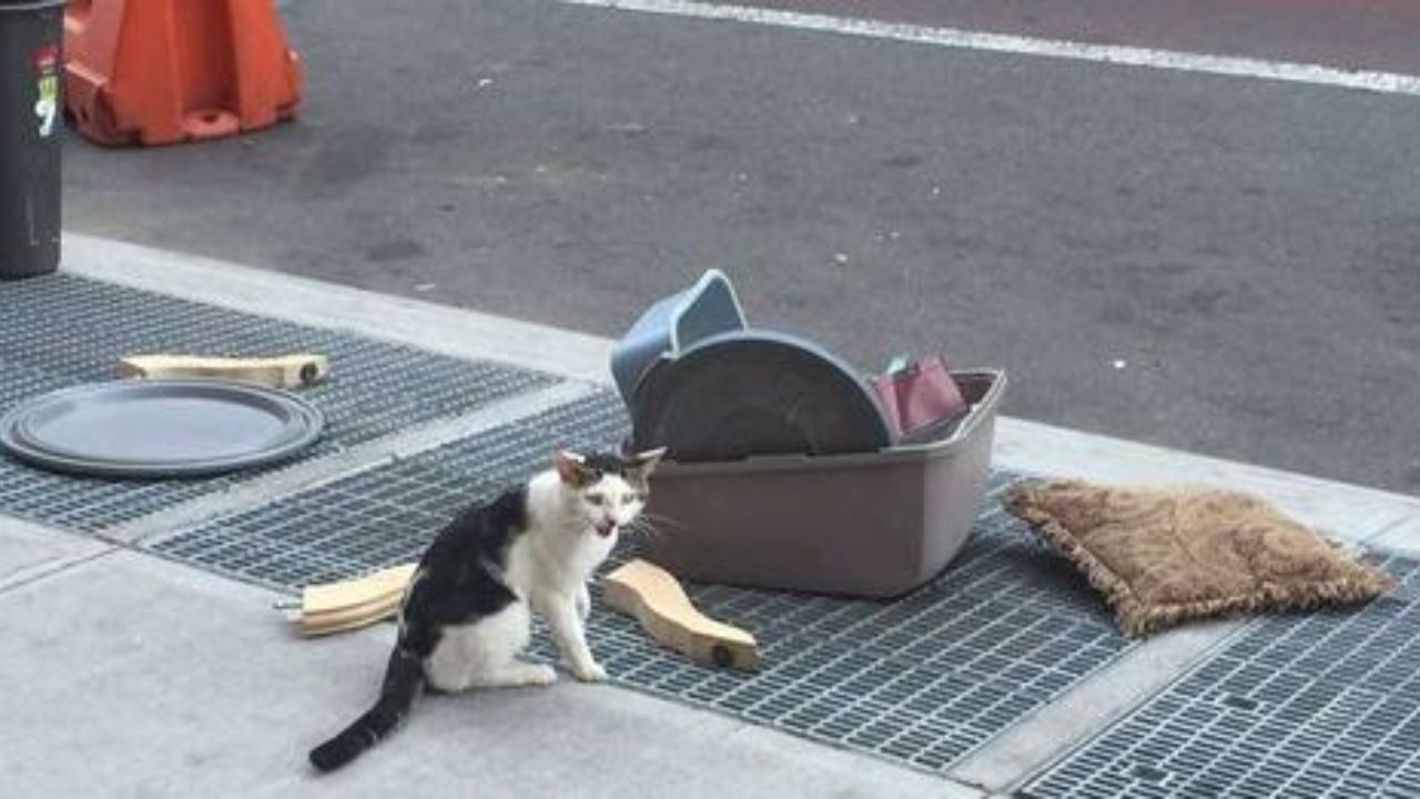 gatto instrada