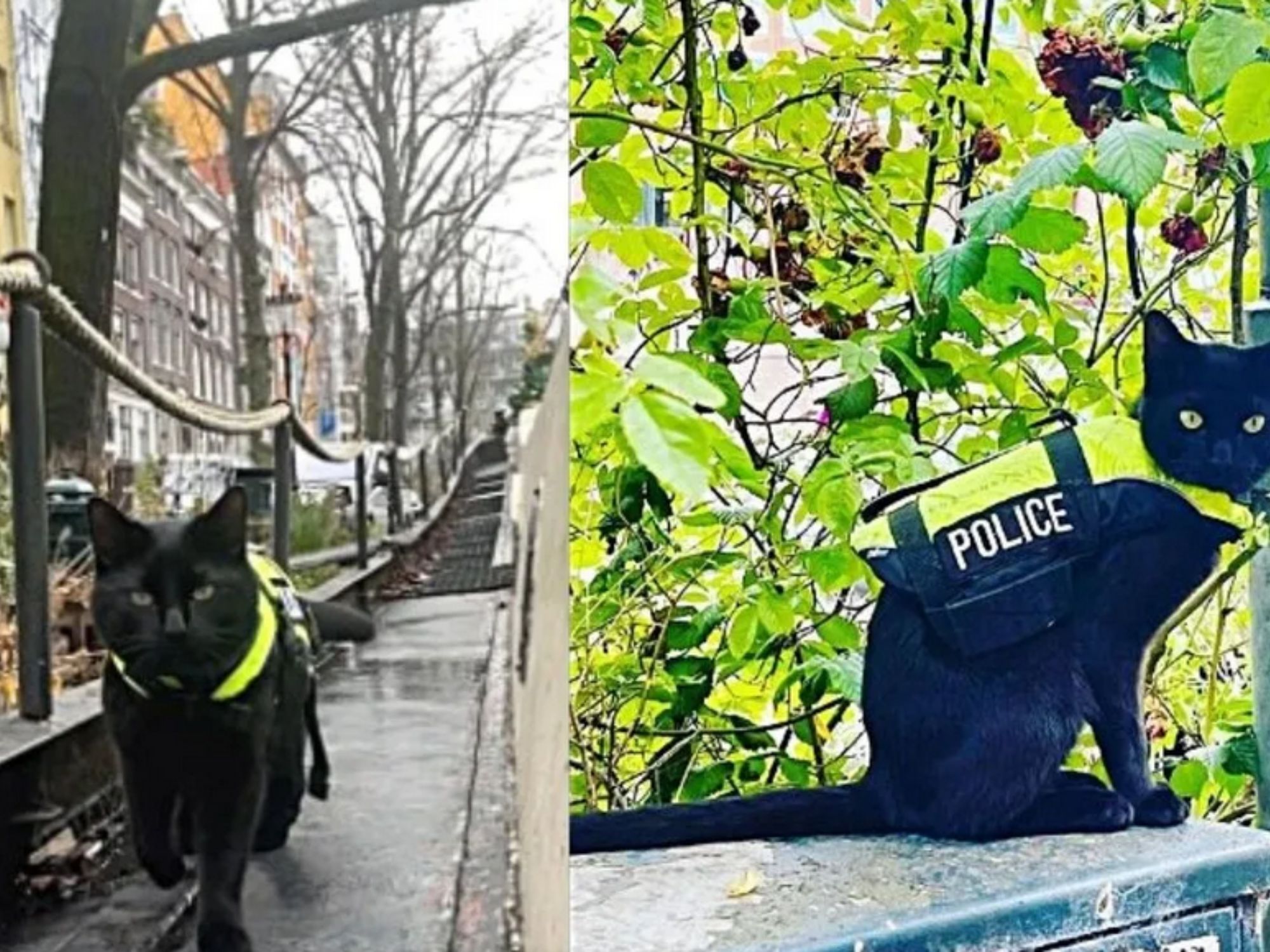 Il gatto nero indossa la divisa delle polizia e non si perde ...