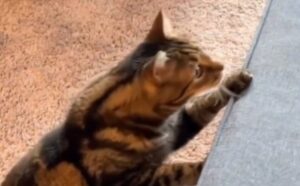 Non risolverà mai l’enigma, ma il gatto ce la mette tutta per capire come raggiungere il ventilatore da soffitto (VIDEO)