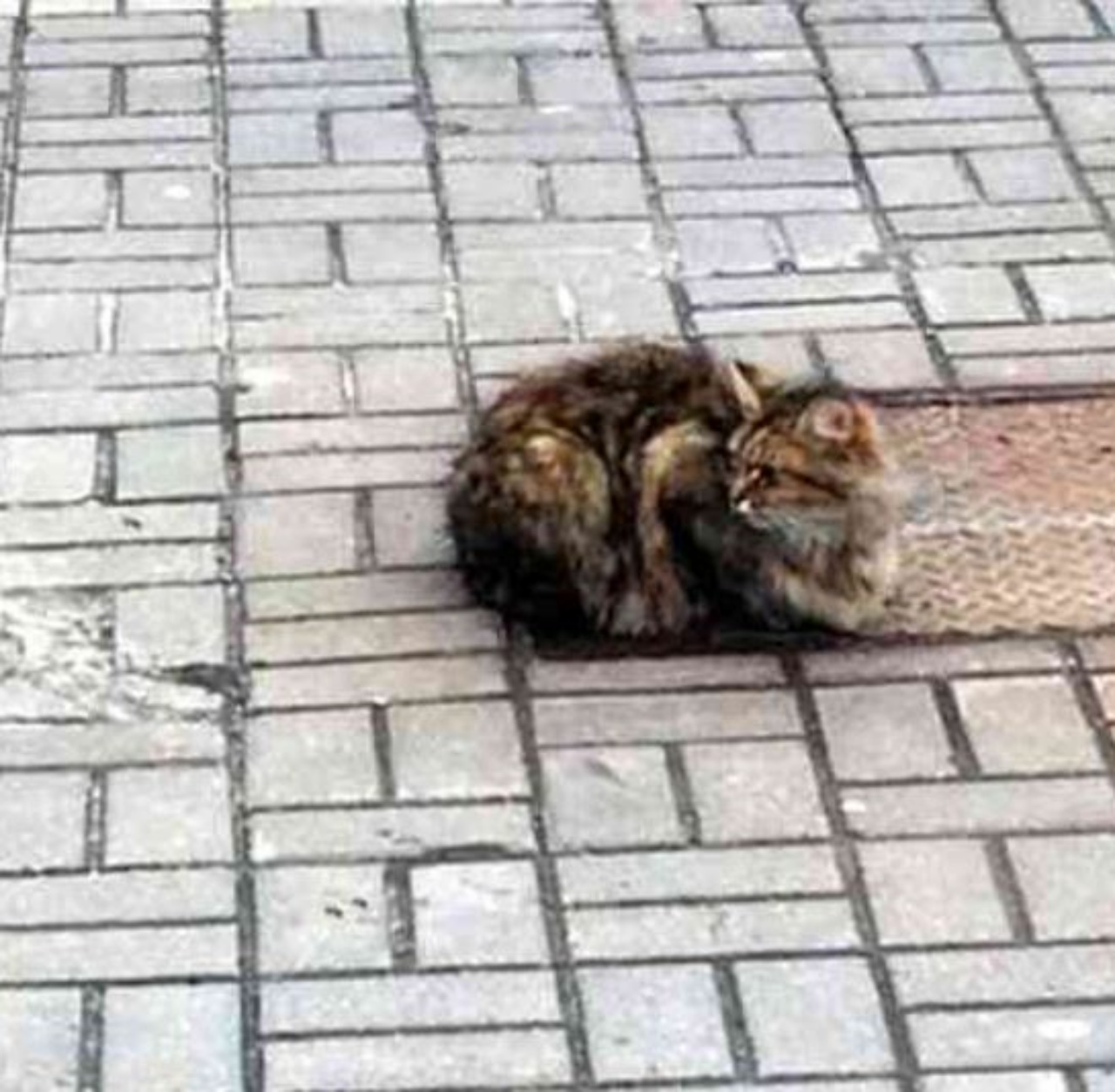 Un gatto abbandonato in Russia
