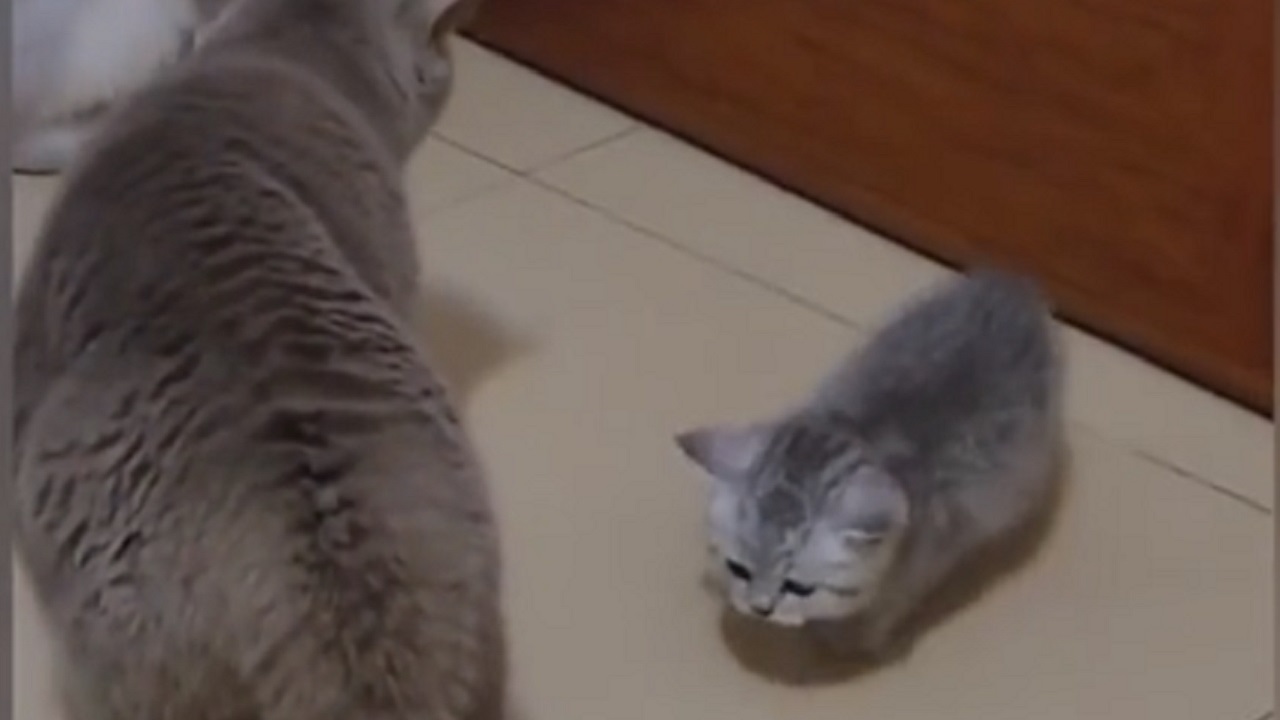 Gatto grigio e gattino