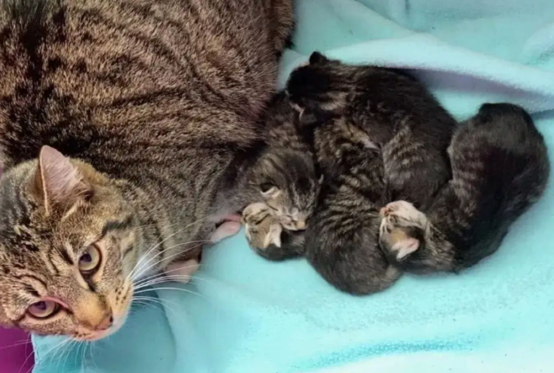 mamma gatta con cucciolata