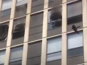 Straziante: il gatto decide di lanciarsi dal quinto piano pur di scappare all’incendio