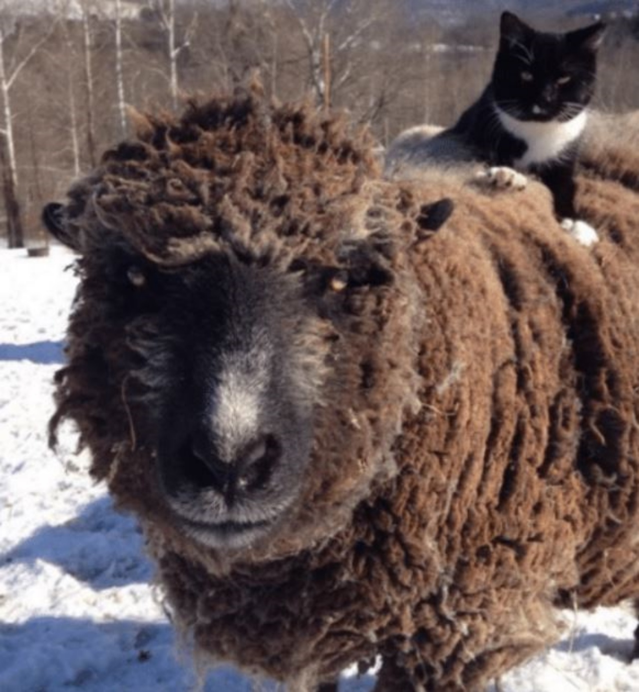 Un gatto su una pecora