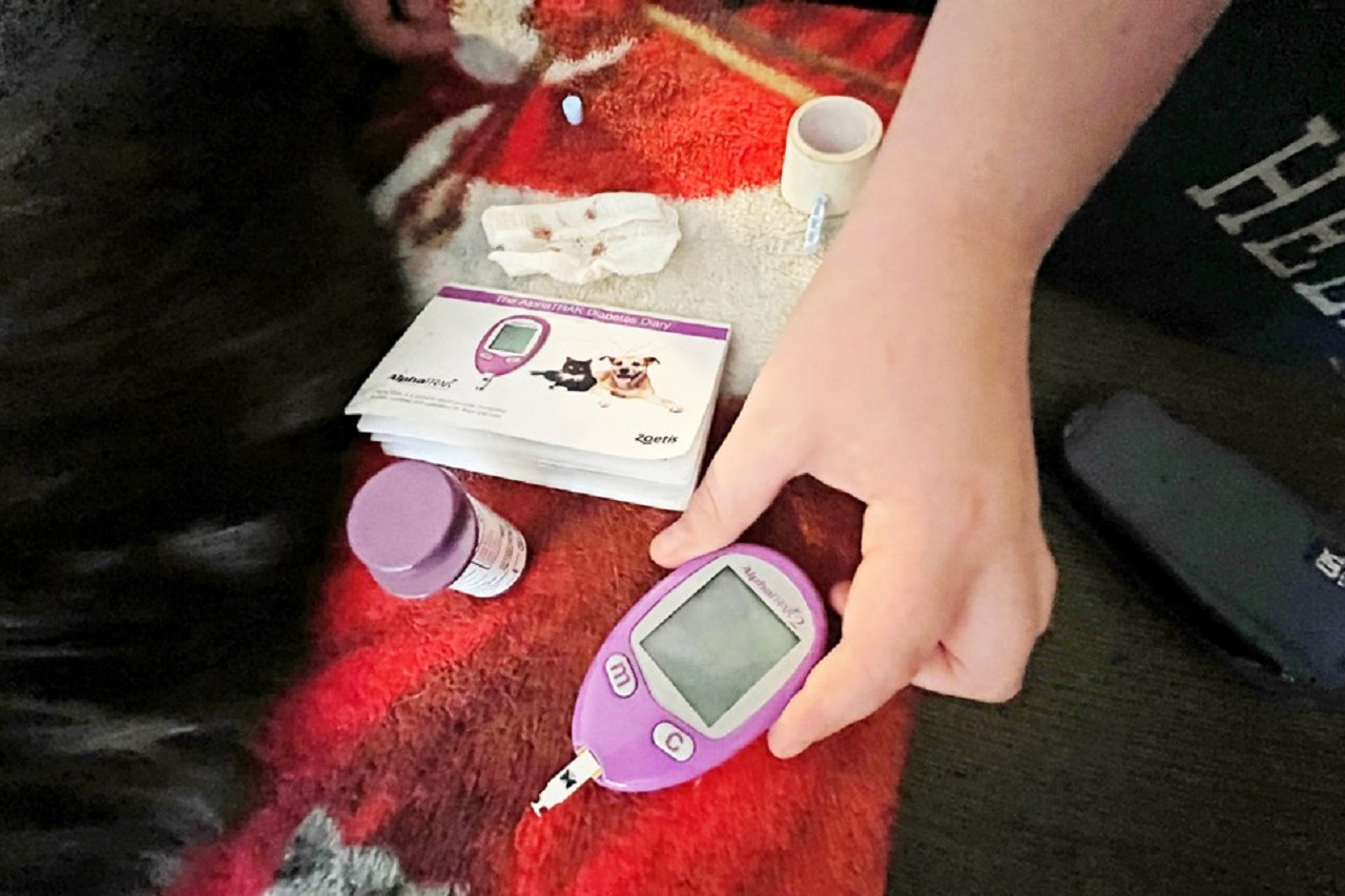 Cure per il gatto diabetico