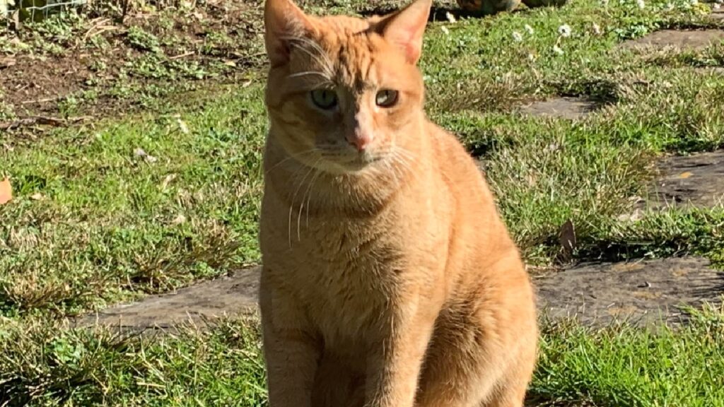 gatto siede illuminato sole