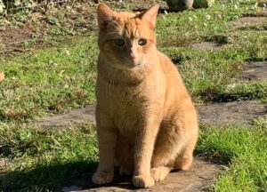 Tonfano, smarrito nuovamente il gatto Ronny, si attendono novità e segnalazioni