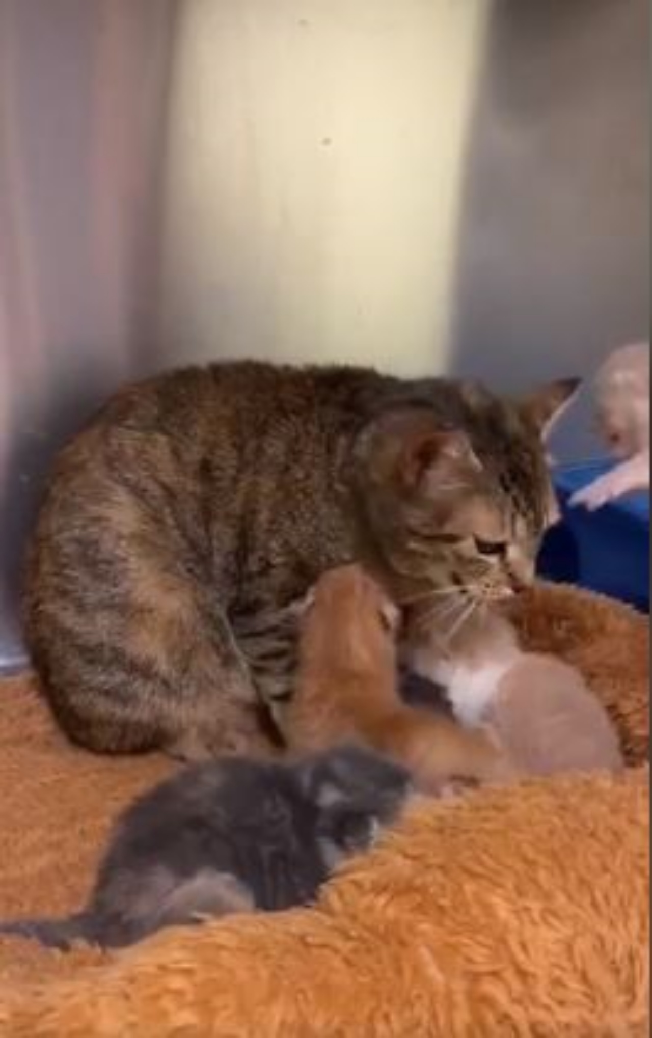 Dei gattini con la loro mamma gatta