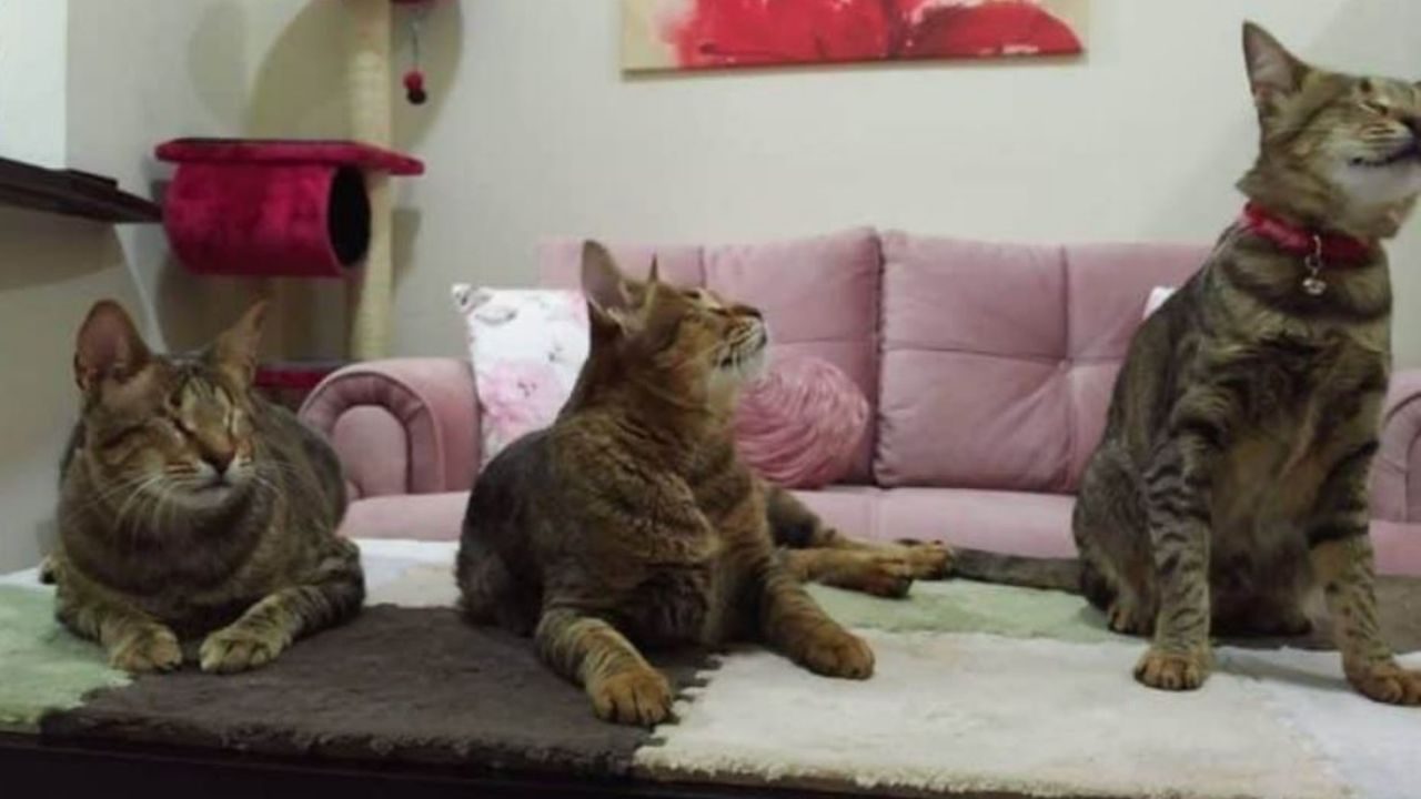 Tre gattini ciechi