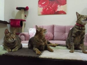 Nessuno voleva questi tre gattini, finché una donna non ha voluto dar loro una chance