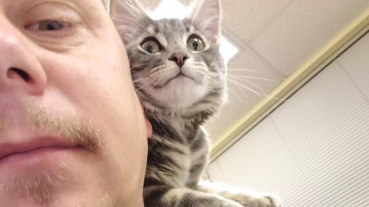 gatto sulla spalla di un agente