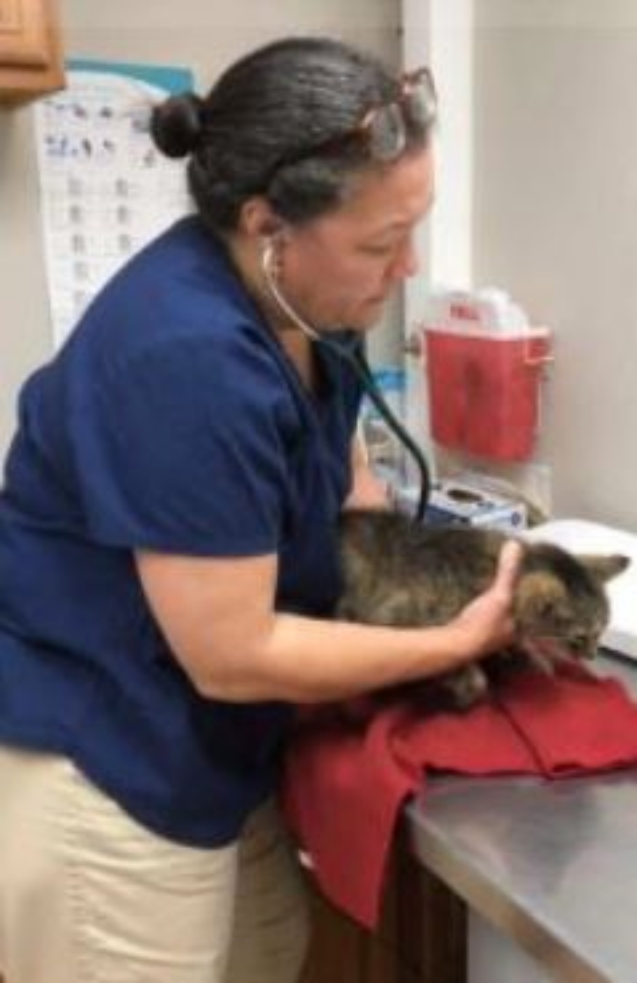Una veterinaria visita un gatto di nome Tiger
