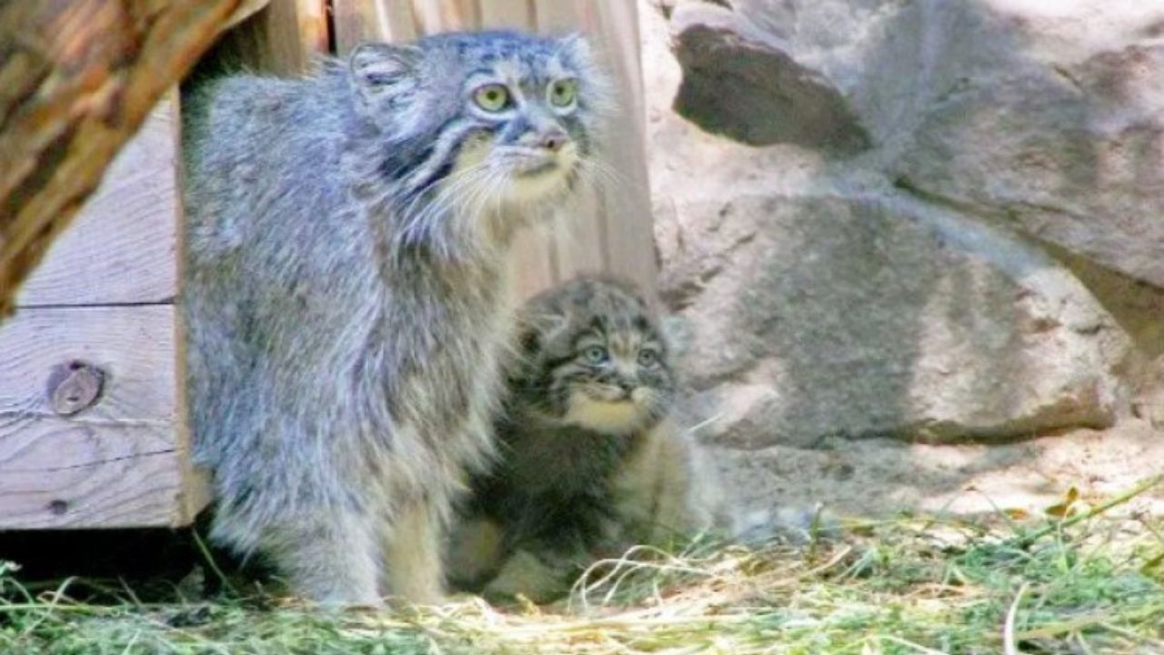 gatto e mamma