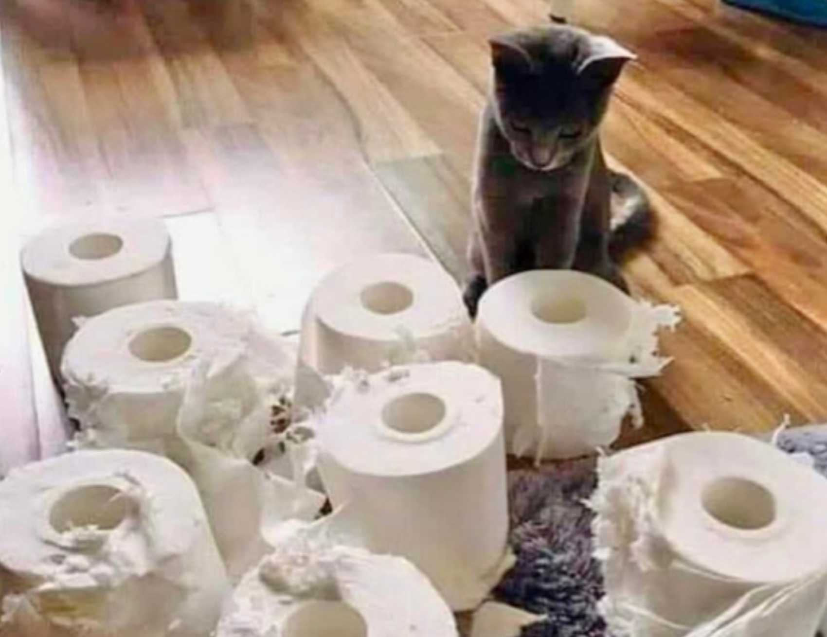 Gatto guarda la carta igienica