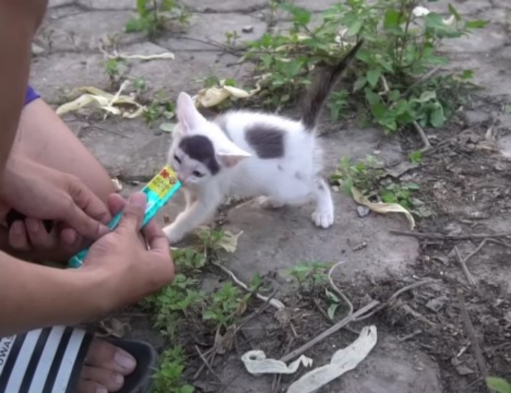 gattino bianco e grigio