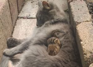 Ancora un’amicizia tra gatto e scoiattolo, questo legame è davvero adorabile