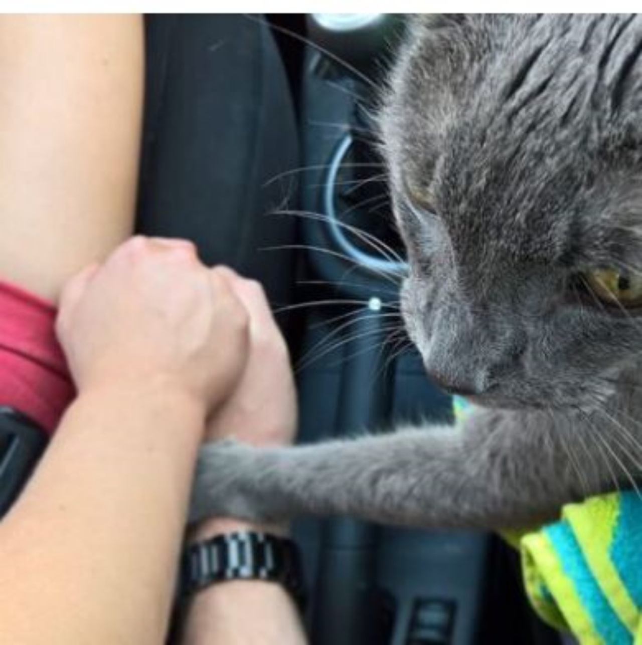 Un gatto che tiene la mano alla sua mamma