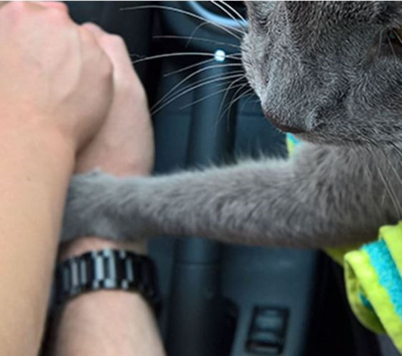 un gatto grigio che tiene la mano alla sua mamma