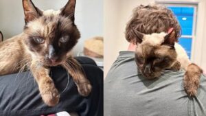 Gatto di 14 anni viene abbandonato per strada e fa gesti affettuosi quando incontra la sua nuova famiglia