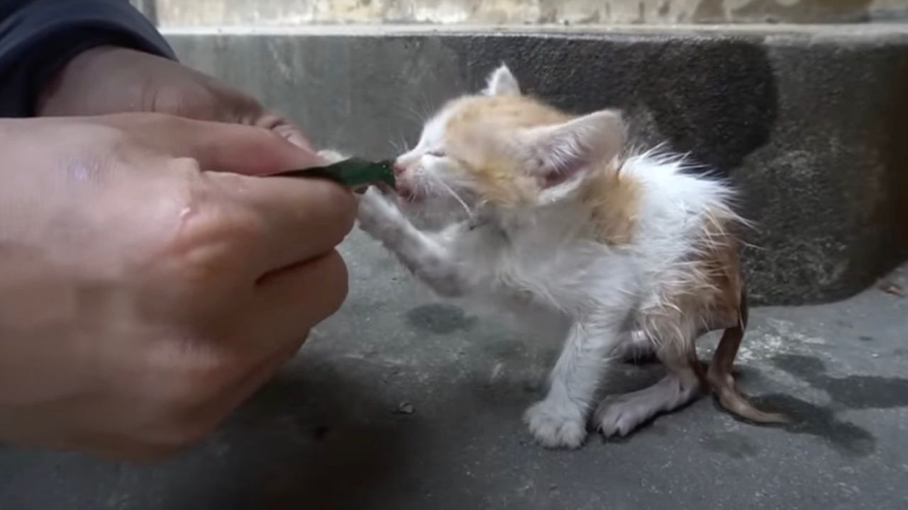 Dare del cibo al gattino
