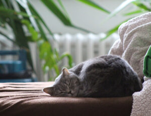 4 cose che dimostrano che il tuo gatto è l’unico vero boss della casa