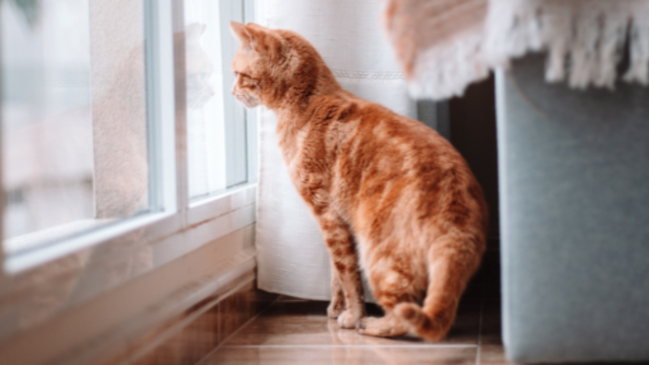 Gatto guarda fuori dalla finestra