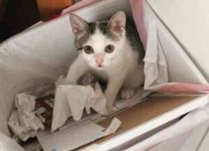Dall’abbandono all’amore vero: la storia di questo gatto passa per un compleanno speciale