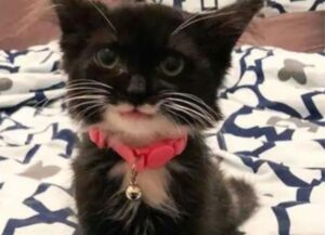 Dopo essere stato salvato, questo gattino si è trasformato nel micio più felice di sempre