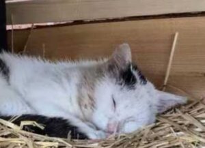 Dopo tanti, troppi anni passati per strada la gattina si gode la casa che hanno costruito per lei