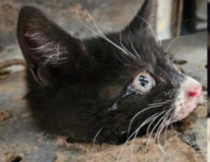 È sopravvissuto a qualcosa di terribile e adesso questo gatto si è del tutto trasformato