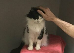 Era così vicino alla morte che nessuno credeva in lui. Ma questo gatto ha una seconda chance